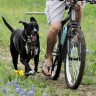 Велосипедный поводок для собак, эластичный с амортизатором